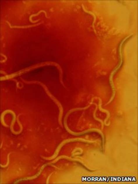 Worms Sex Life Yields Advantage Over Parasites Bbc News