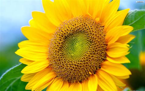 Free Download Sunflower Wallpaper Desktop Latest Wallpapers Free