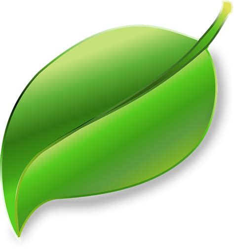 Folha Planta Ecologia · Gráfico Vetorial Grátis No Pixabay