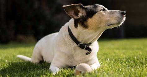 Most dog owners are searching for reasons why their dogs are engaging in the behavior. Learn To Take Better Dog Pictures With These Tips - BarkSpot