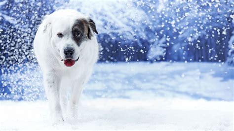 Snow Dog Breeds That Love Winter