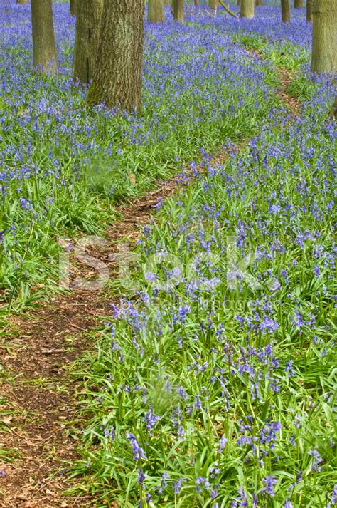 Bluebell Pathway Stock Photo Royalty Free Freeimages