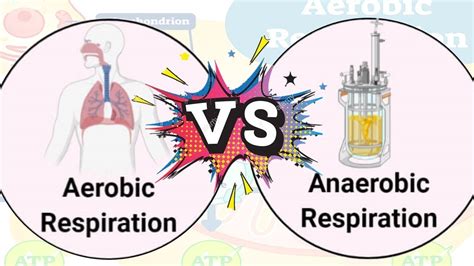 Respiration Aerobic And Anaerobic Respiration Youtube