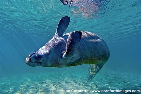 West Indian Manatee Crystal River Florida Photography By Jon