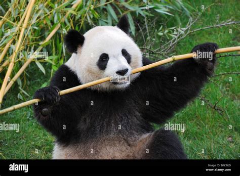 Giant Panda Eating Bambou Ailuropoda Melanoleuca Captive Zooparc