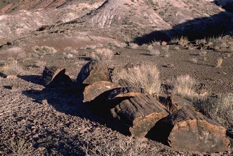 Triassic Fossilized Tree Petrified Forest Np Az Geology Pics