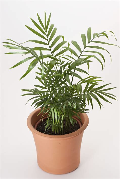 Parlor Palm Houseplant Care Caring For Indoor Parlor Palm Plants