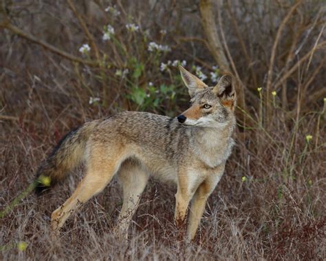 Coyote 3rivers Foundation Biodiversity Animals · Biodiversity4all