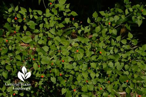 Cut blooms to control seeds. Plant of the Week | Central Texas Gardener | Part shade ...