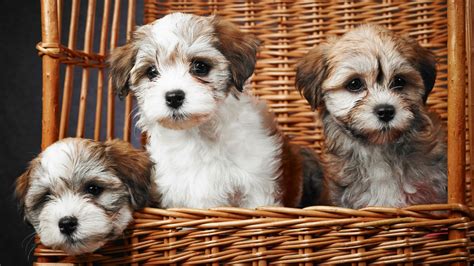 Do Havanese Dogs Shed A Lot