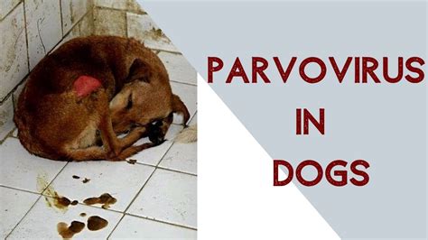 Parvo Virus In Dogs Youtube