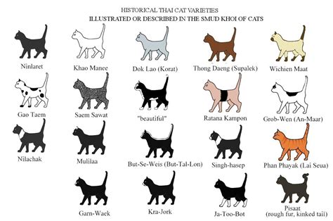 Cat Breeds Diagram Pets Lovers