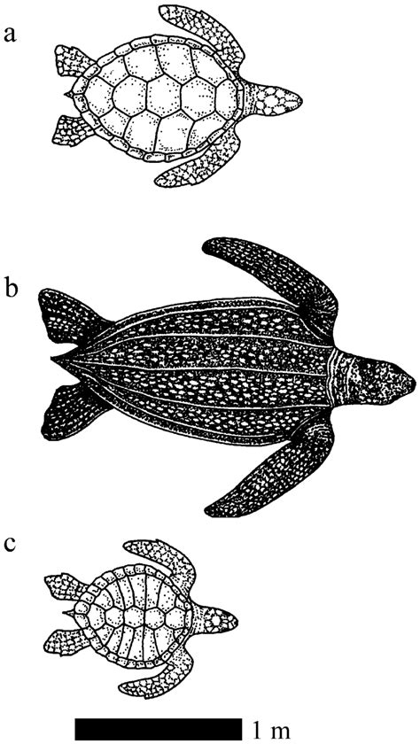 Drawing Of Leatherback Sea Turtle Warehouse Of Ideas
