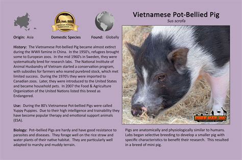 Vietnamese Pot Bellied Pig Gainesville Tx Official Website