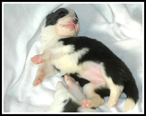 50 Free Pictures Of Cute Border Collie Puppy Royalty Free Images Hubpages