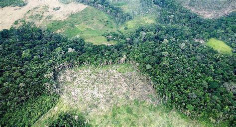La Deforestación Principal Causa De Los Fuegos Amazónicos Dice