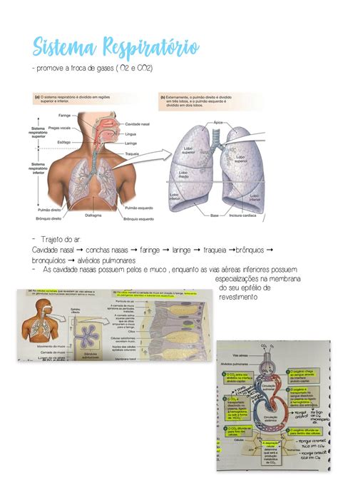 Resumo De Sistema Respiratório Res Academy