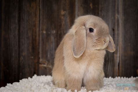 Hooks Hollands Holland Lop Does Ohio Holland Lops