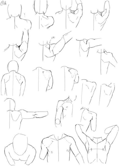 Shoulder Anatomy Tips Anatomy Reference Drawing Reference Anatomy Images And Photos Finder
