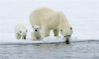 Polar Bear Marine Mammal Commission