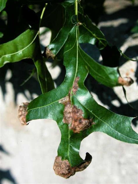 Whats Killing Our Oak Trees Piedmont Master Gardeners