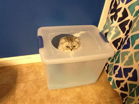 We were using a littermaid litter box at the time. A Proper Pooper • Charleston Crafted