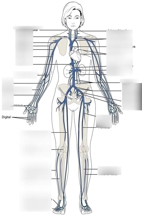 Veins Upper Body Diagram Quizlet