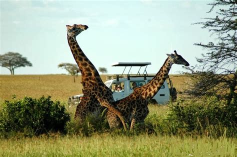 Photos Of Giraffes Mating In Serengeti National Parktanzania ~ Ukarimu