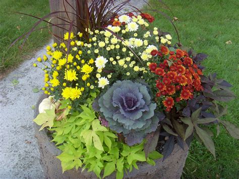 Shop a wide selection of products for your home at amazon.com. Autumn color/ mums, cabbage, sweet potato vine, ornamental ...