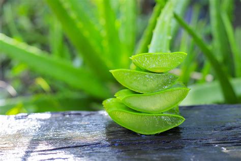 Aloe vera is mentioned as a precious foodstuff in the jin ping mei, a famous chinese novel, the book of marvels by marco polo and in the works of maimonides. ¿Se puede cocinar con Aloe Vera?