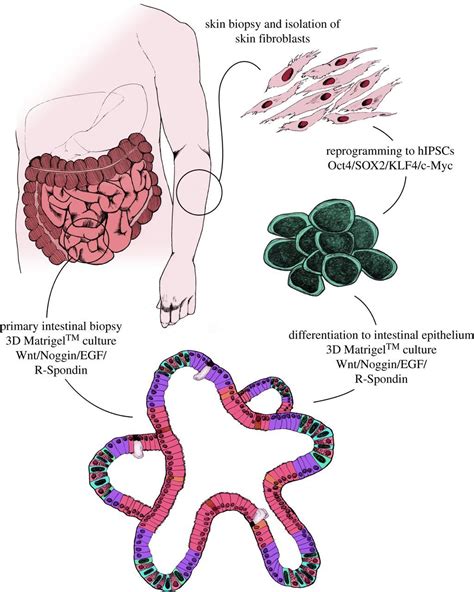 Intestinal Organoids For Modelling Intestinal Development And Disease
