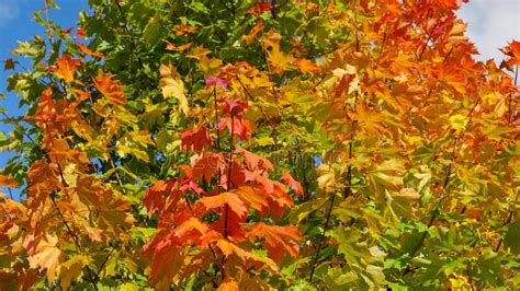 Red And Green Maple Leaves Stock Image Image Of Nature 238472267