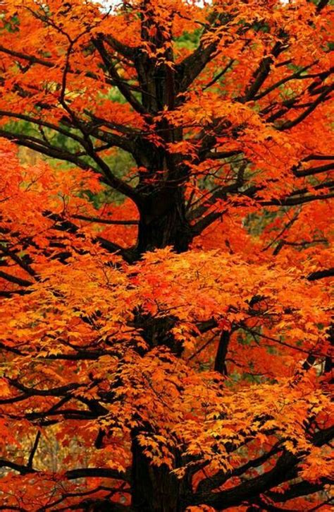 Orange Fall Trees Gorgeousness Beautiful Nature Nature Landscape
