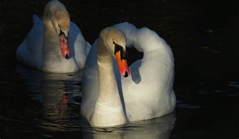 Free Images Nature Wing White Lake Beak Swan Duck Animals