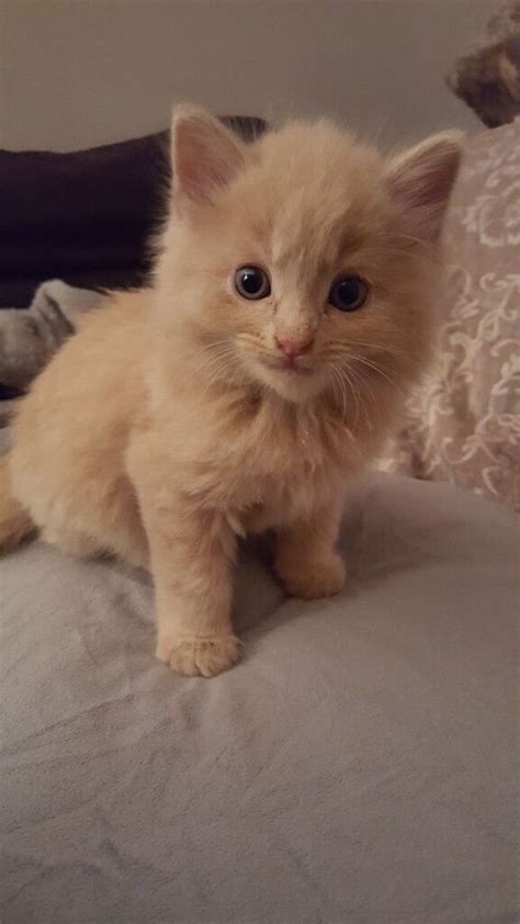 Ginger Beige Male Kitten For Sale In Widnes Cheshire Gumtree