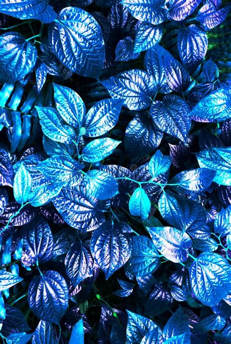 Tropical Blue Leaf Stock Photo Image Of Hawaii Beauty 91850834