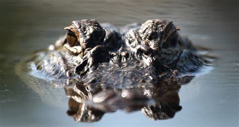 Staying Safe In Alligator Country Farmers Almanac Plan Your Day