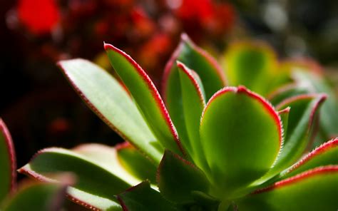 But sometimes a particular plant will need slightly different amounts of water or sunlight that its cousin. Garden Succulents in January 2011, Desktops by Terry Majamaki