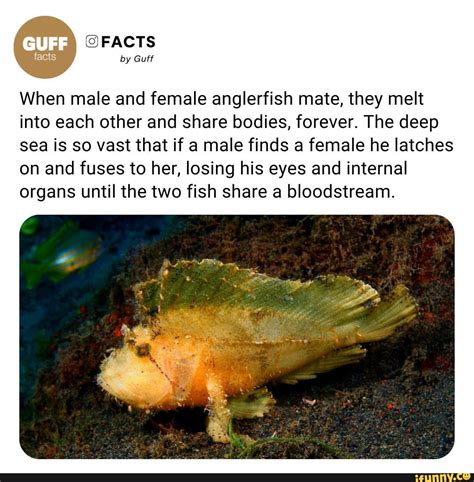 Facts By Guff When Male And Female Anglerfish Mate They Melt Into Each