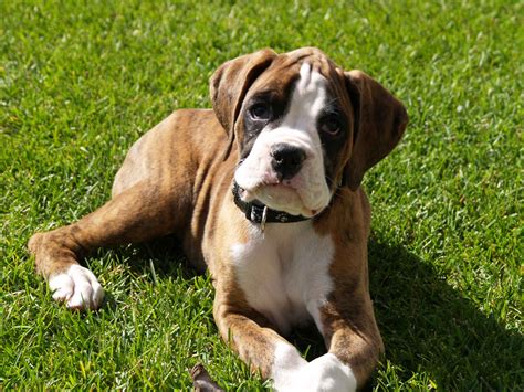 Cute Dogs Brindle Boxer Puppies