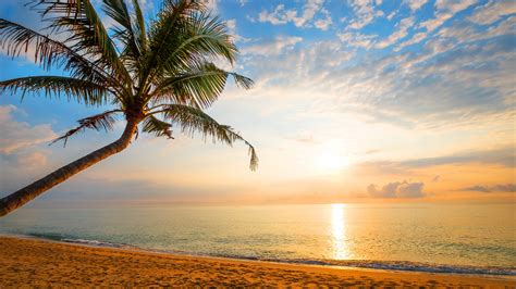 Download 3840x2160 Palm Tree Sand Beach Sunny Day Holiday 4k