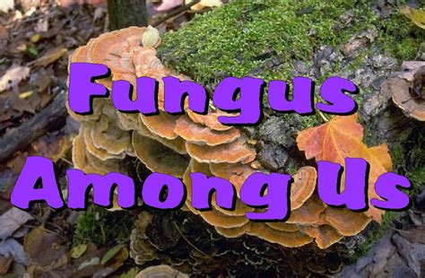 Zhomeschoolers Resources Apologia Biology Module 4 Kingdom Fungi