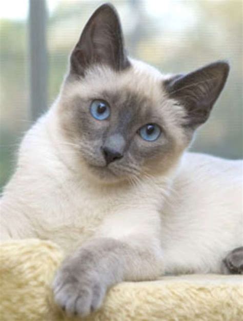 99 Best Cat Breed Siamese Images On Pinterest Kitty