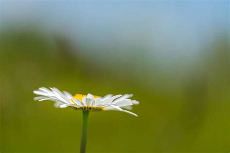 Forgotten Yesterdays Wildflower Nature Photography Clint Losee