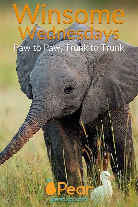 Winsome Wednesdays Paw To Paw Trunk To Trunk Baby Elephants Playing