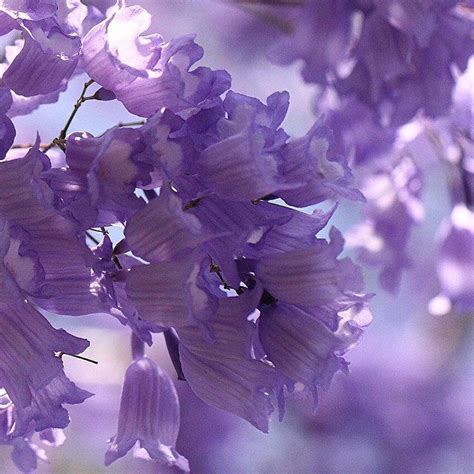 Our wrapped bouquets catalogue is made up exclusively of freshly cut bouquets which are typically wrapped and tied with a bow, then delivered to the recipient (who in turn arranges the flowers in his or her own vase). Jacaranda up close Brisbane. | Purple garden, Jacaranda ...