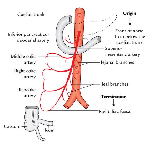 Easy Notes On 【superior Mesenteric Artery】learn In Just 3 Minutes