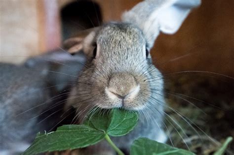 15 Interesting Facts About Rabbits Every Bunny Welcome