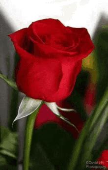 We hope you enjoy this good night pinterest / facebook / tumblr image and we hope you share it with your friends. Good Morning Coffee GIFs | Tenor