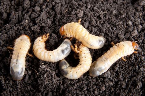 How To Get Rid Of Garden And Lawn Grubs Naturally Guide Install It Direct